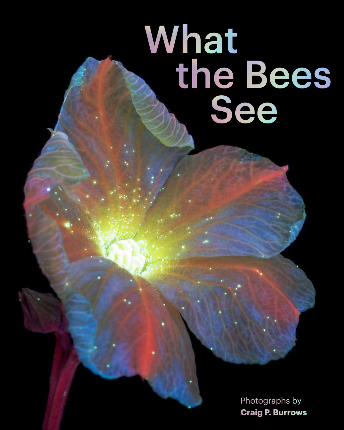 What The Bees See A Honeybees Eye View Of The World Burrows