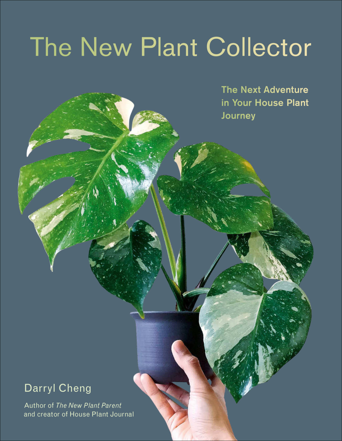 The New Plant Collector The Next Adventure In Your House Plant Journey Darryl Cheng