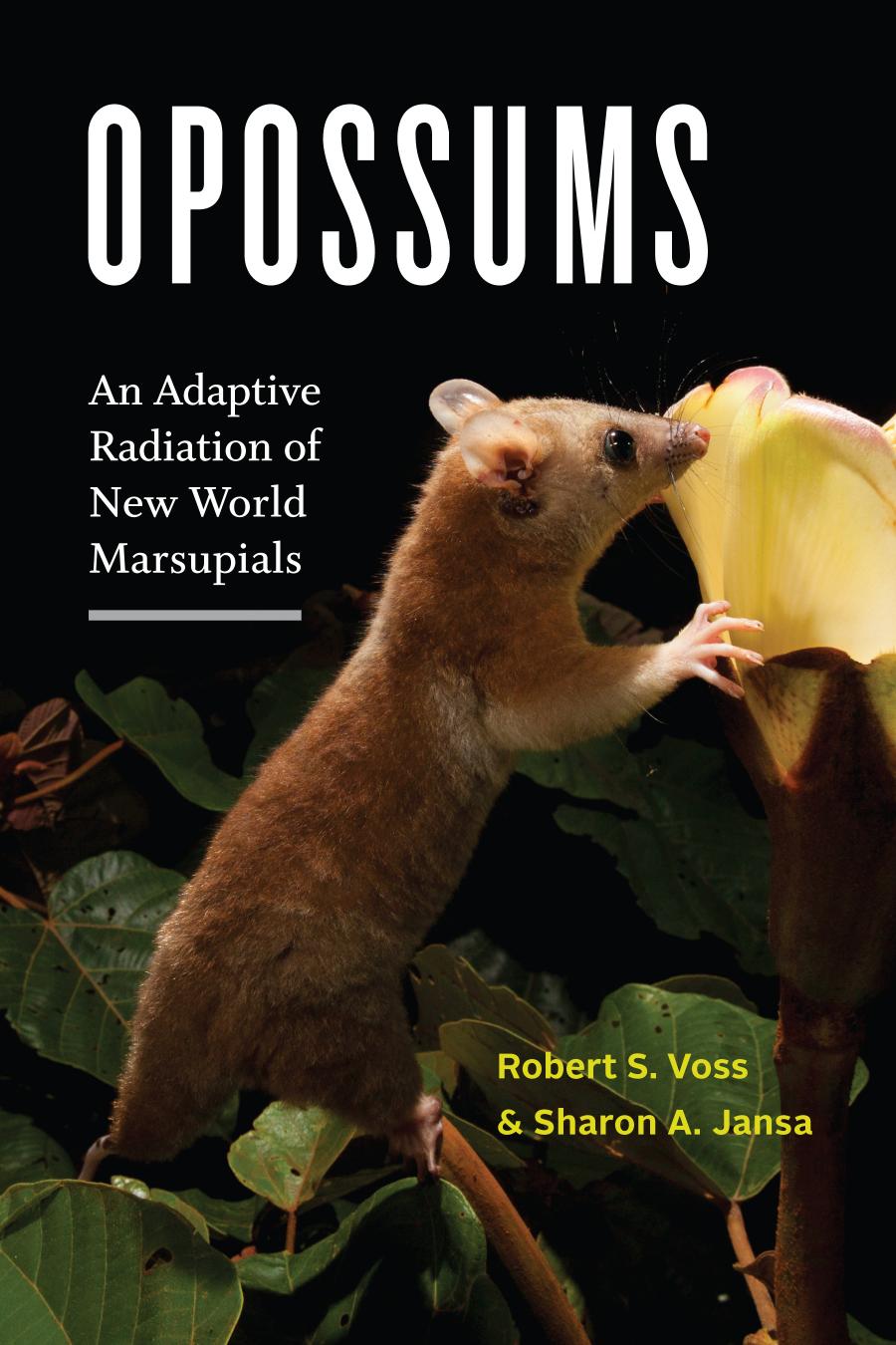 Opossums An Adaptive Radiation Of New World Marsupials Robert S Voss Sharon A Jansa