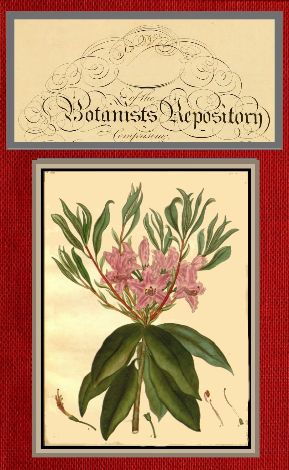 Vol Vi Of The Botanists Repository Ebook 73363 Henry Cranke Andrews