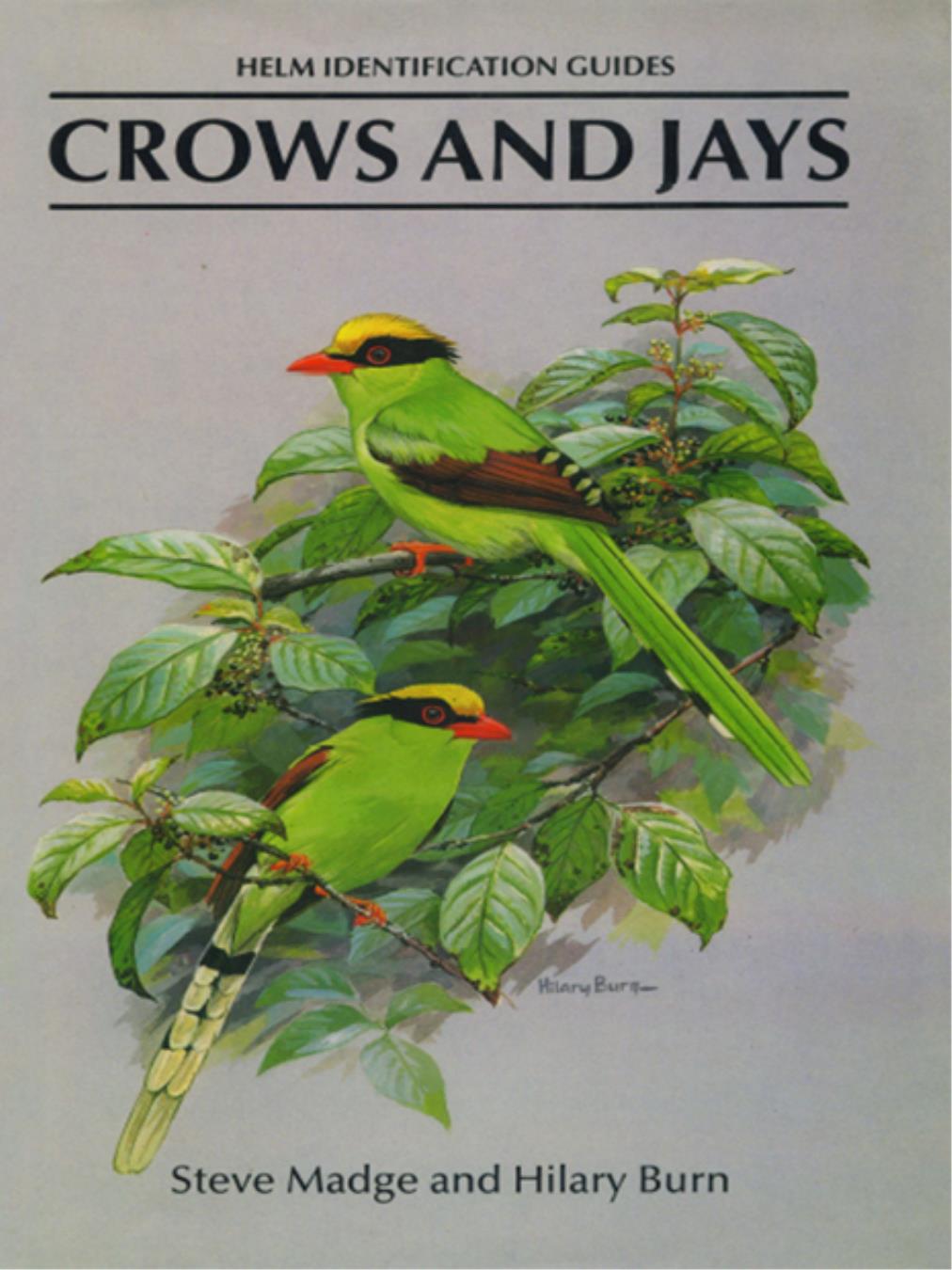 Crows And Jays Steve Madge
