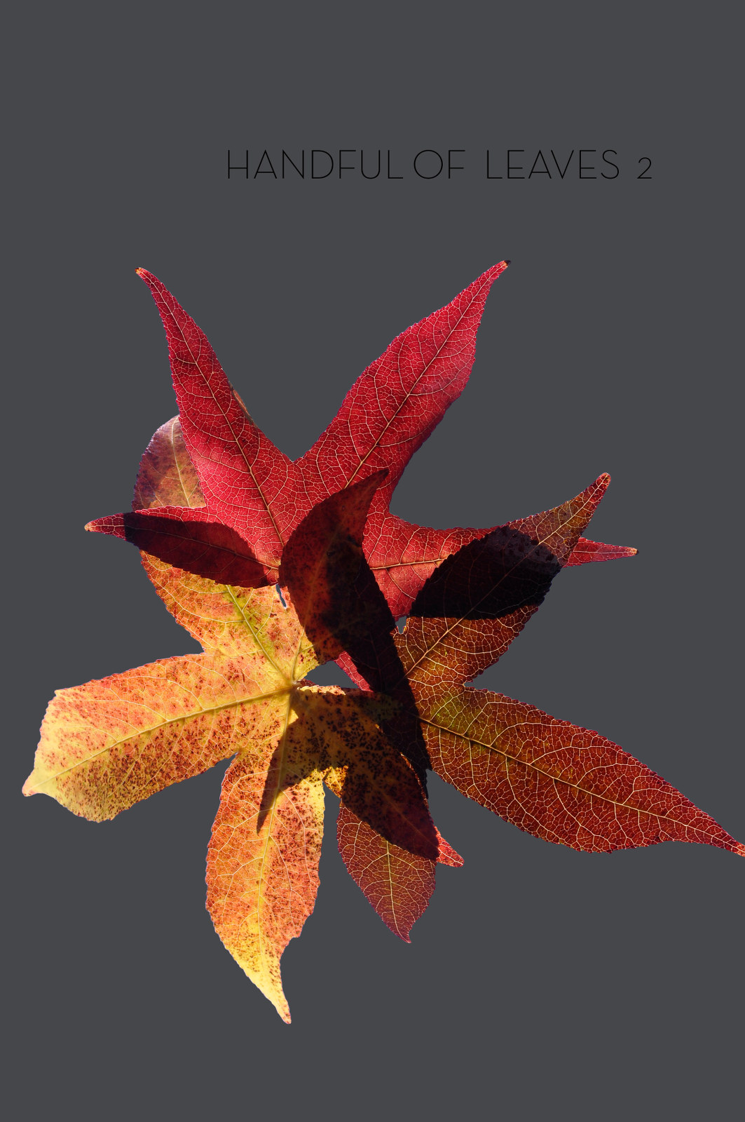 Handful Of Leaves Volume Two An Anthology From The Majjhima Nikya Thanissaro Bhikkhu
