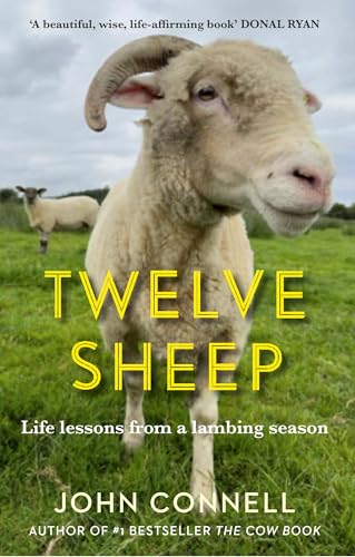 Twelve Sheep Life Lessons From A Lambing Season John Connell