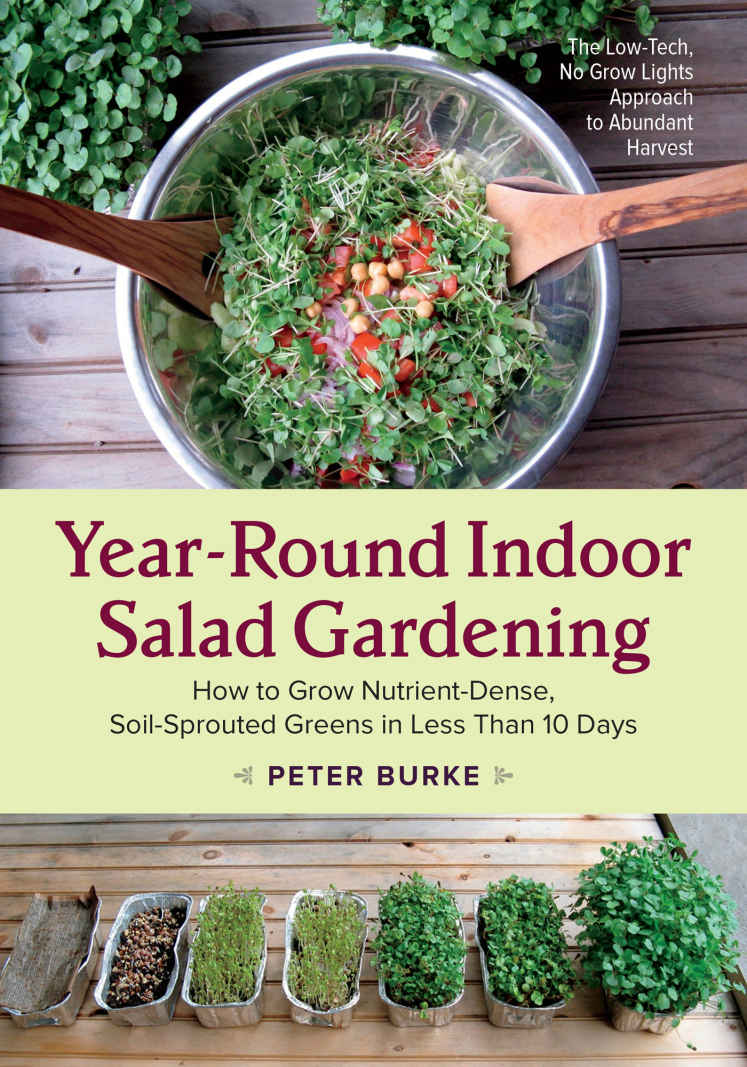 Yearround Indoor Salad Gardening How To Grow Nutrientdense Soilsprouted Greens In Less Than 10 Days Peter Burke