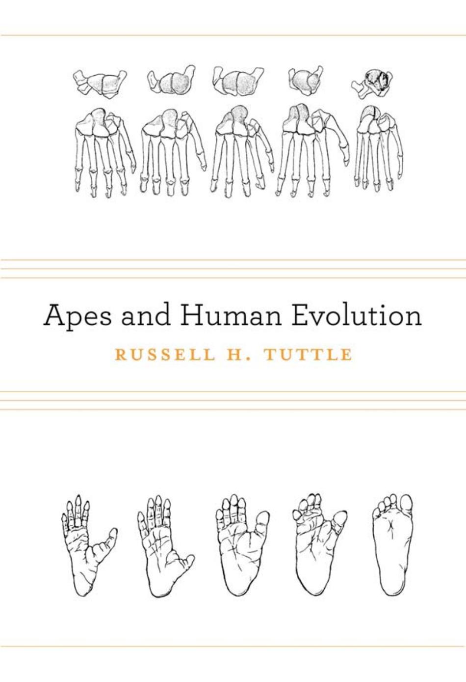 Apes And Human Evolution Russell H Tuttle