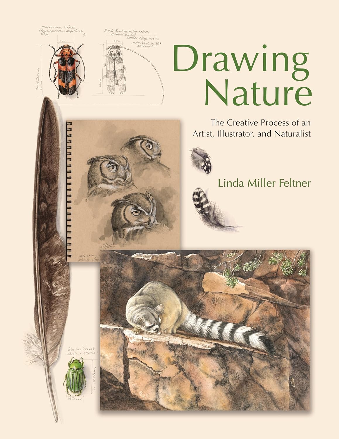 Drawing Nature The Creative Process Of An Artist Illustrator And Naturalist Linda Miller Feltner