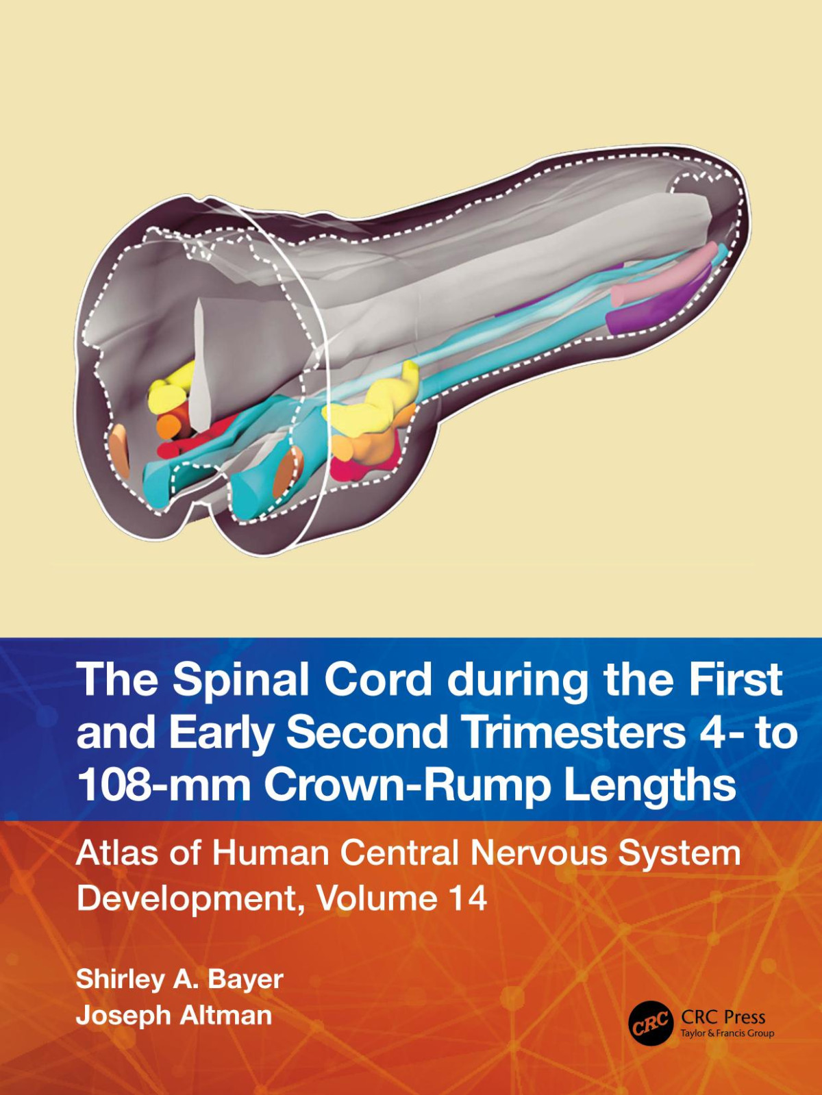 The Spinal Cord During The First And Early Second Trimesters 4 To 108mm Crownrump Lengths Shirley A Bayer Joseph Altman