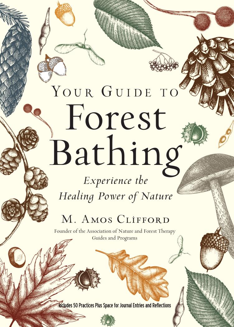 Your Guide To Forest Bathing Experience The Healing Power Of Nature M Amos Clifford