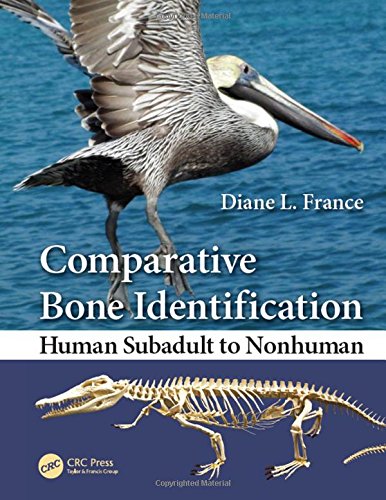 Comparative Bone Identification Human Subadult To Nonhuman 1st Edition France