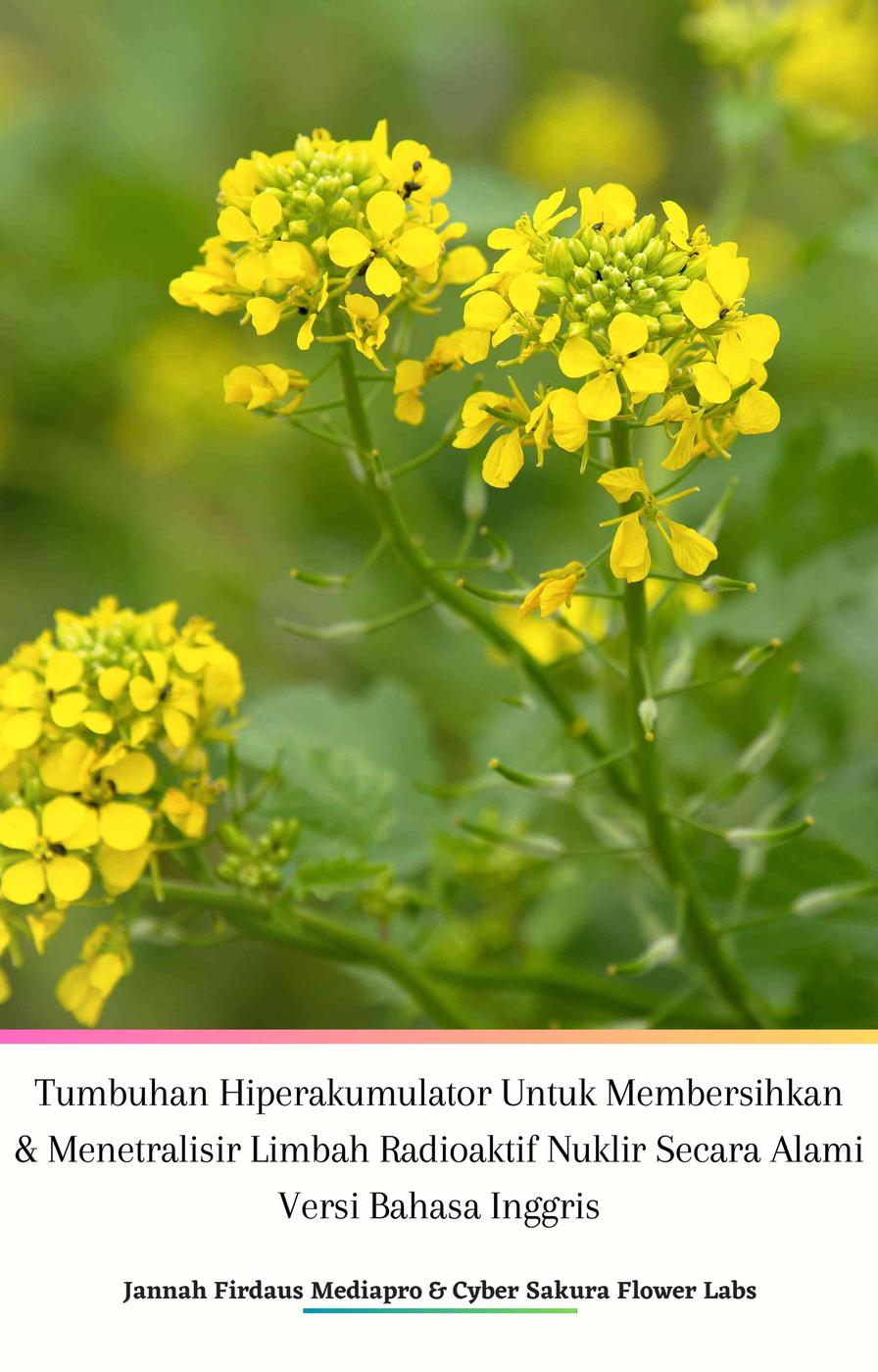 Tumbuhan Hiperakumulator Untuk Membersihkan Menetralisir Limbah Radioaktif Nuklir Secara Alami Versi Bahasa Inggris Jannah Firdaus Mediapro Cyber Sakura Flower Labs