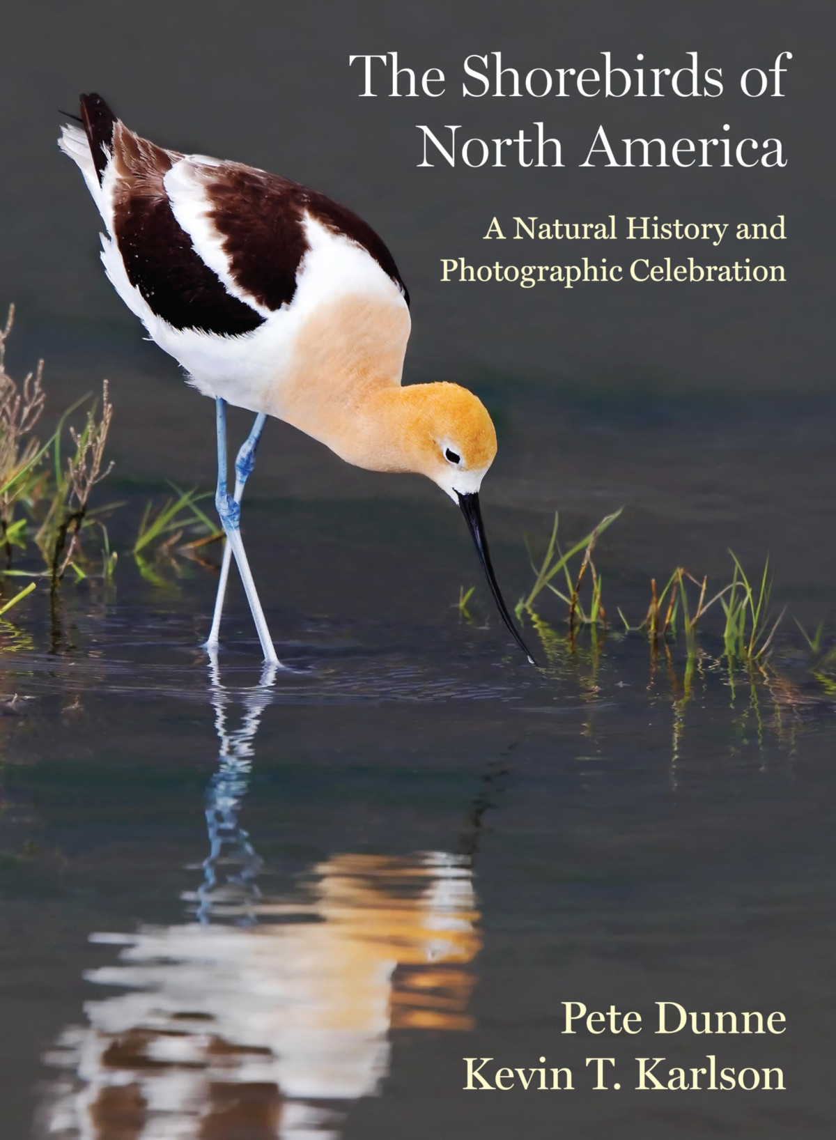 The Shorebirds Of North America A Natural History And Photographic Celebration 1st Edition Pete Dunne