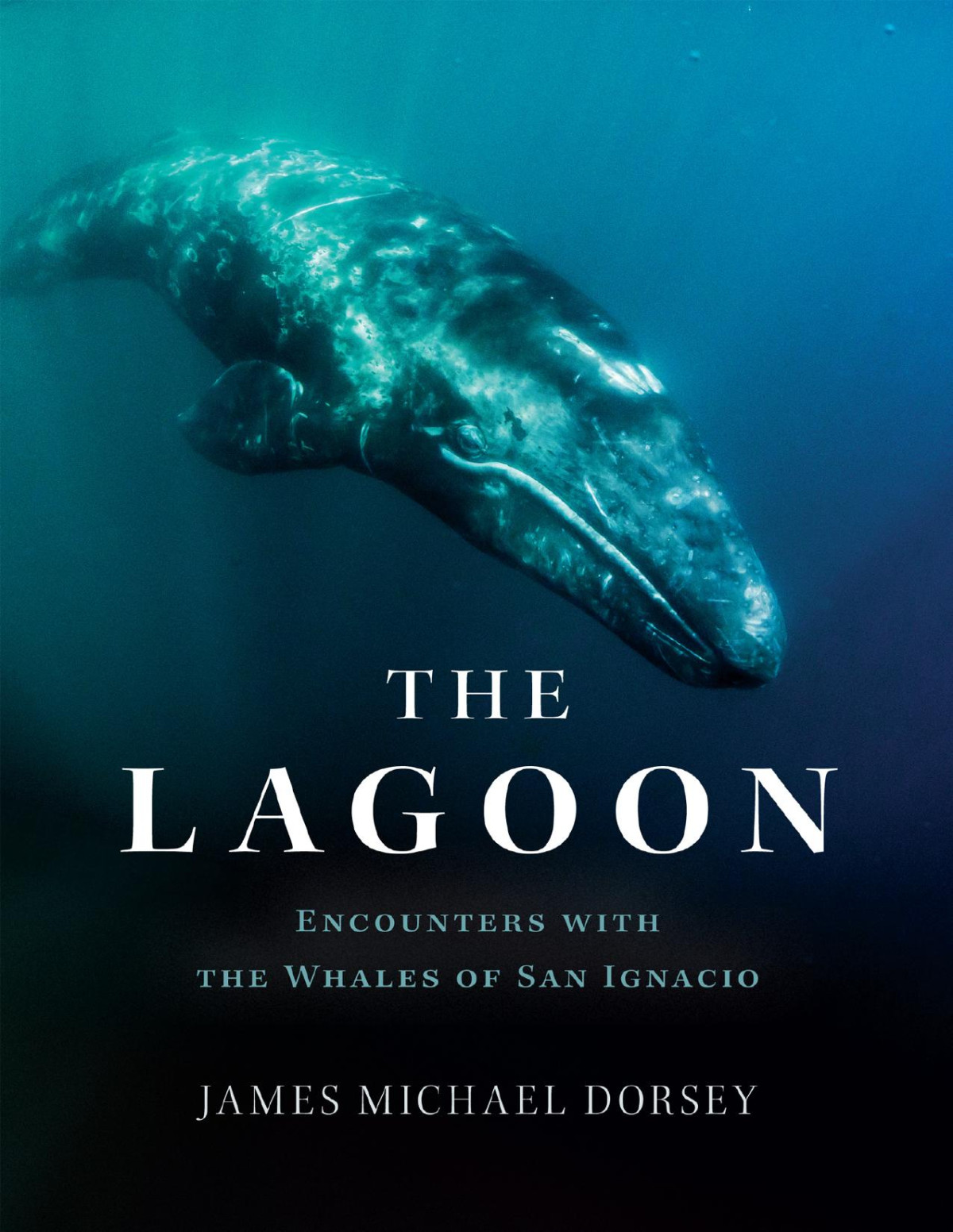 The Lagoon 1st Edition James Michael Dorsey