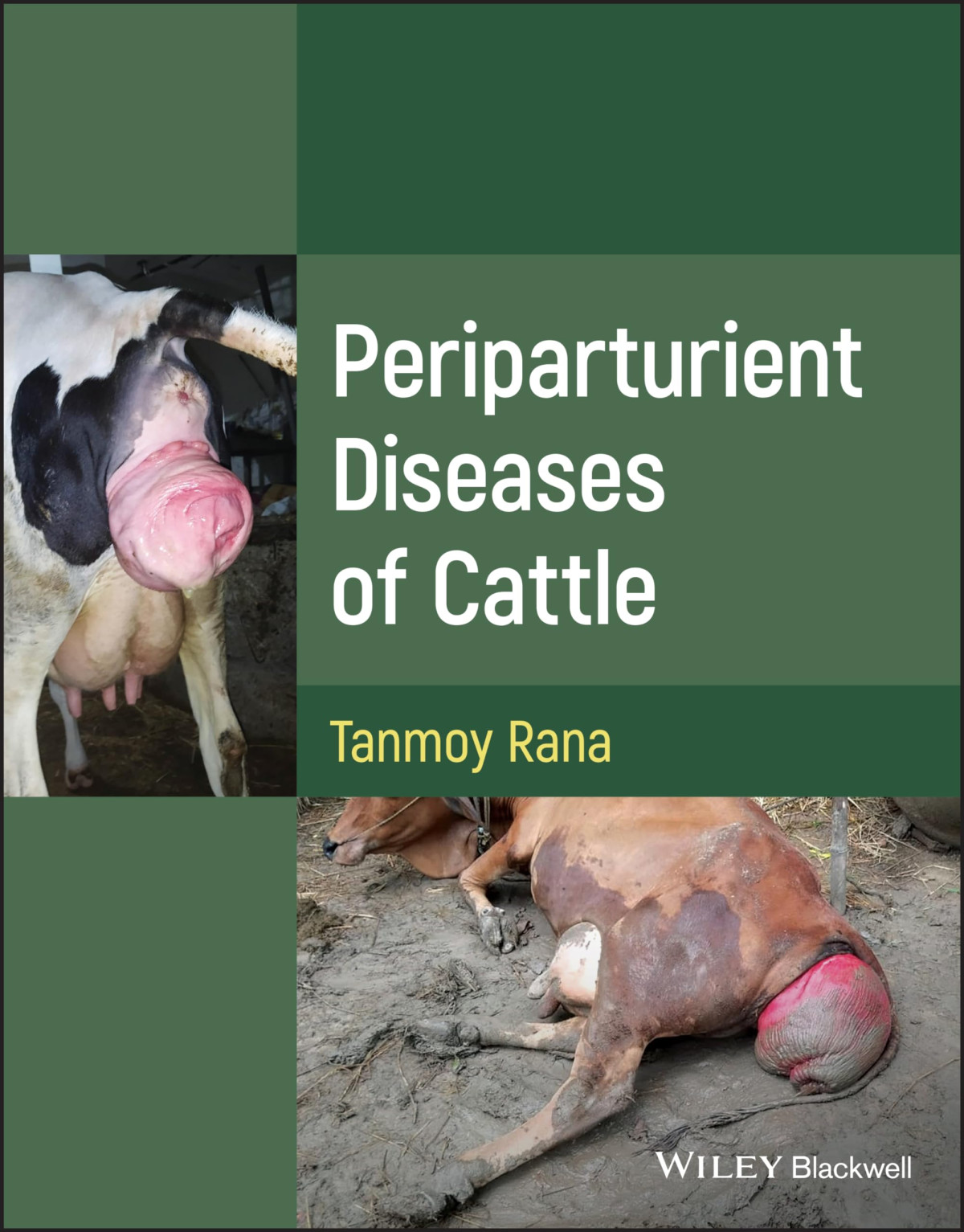 Periparturient Diseases Of Cattle 1st Edition Tanmoy Rana