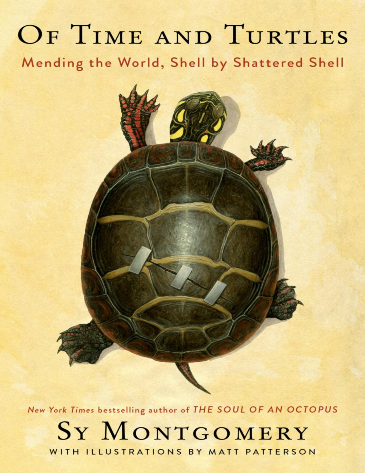 Of Time And Turtles Mending The World Shell By Shattered Shell Sy Montgomery