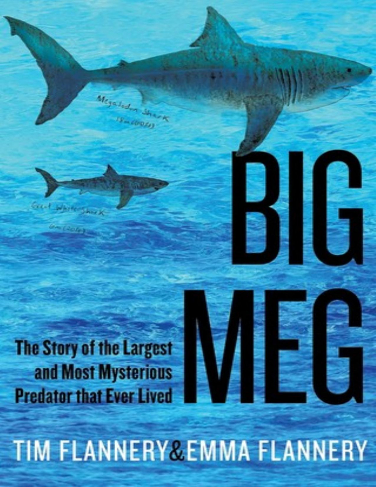 Big Meg The Story Of The Largest And Most Mysterious Predator That Ever Lived Flannery