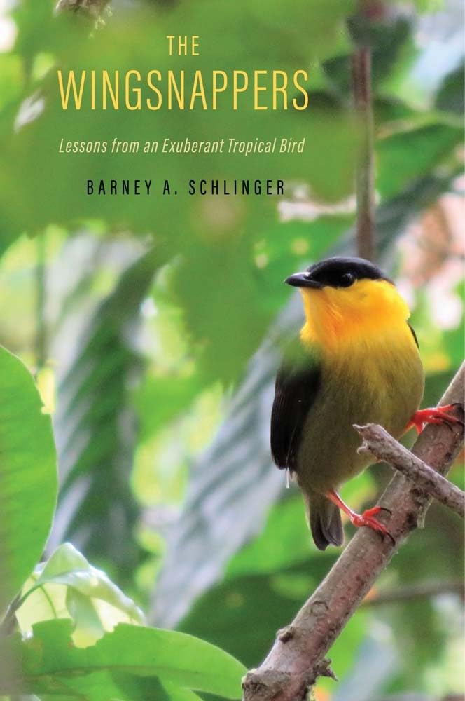 The Wingsnappers Lessons From An Exuberant Tropical Bird Barney A Schlinger