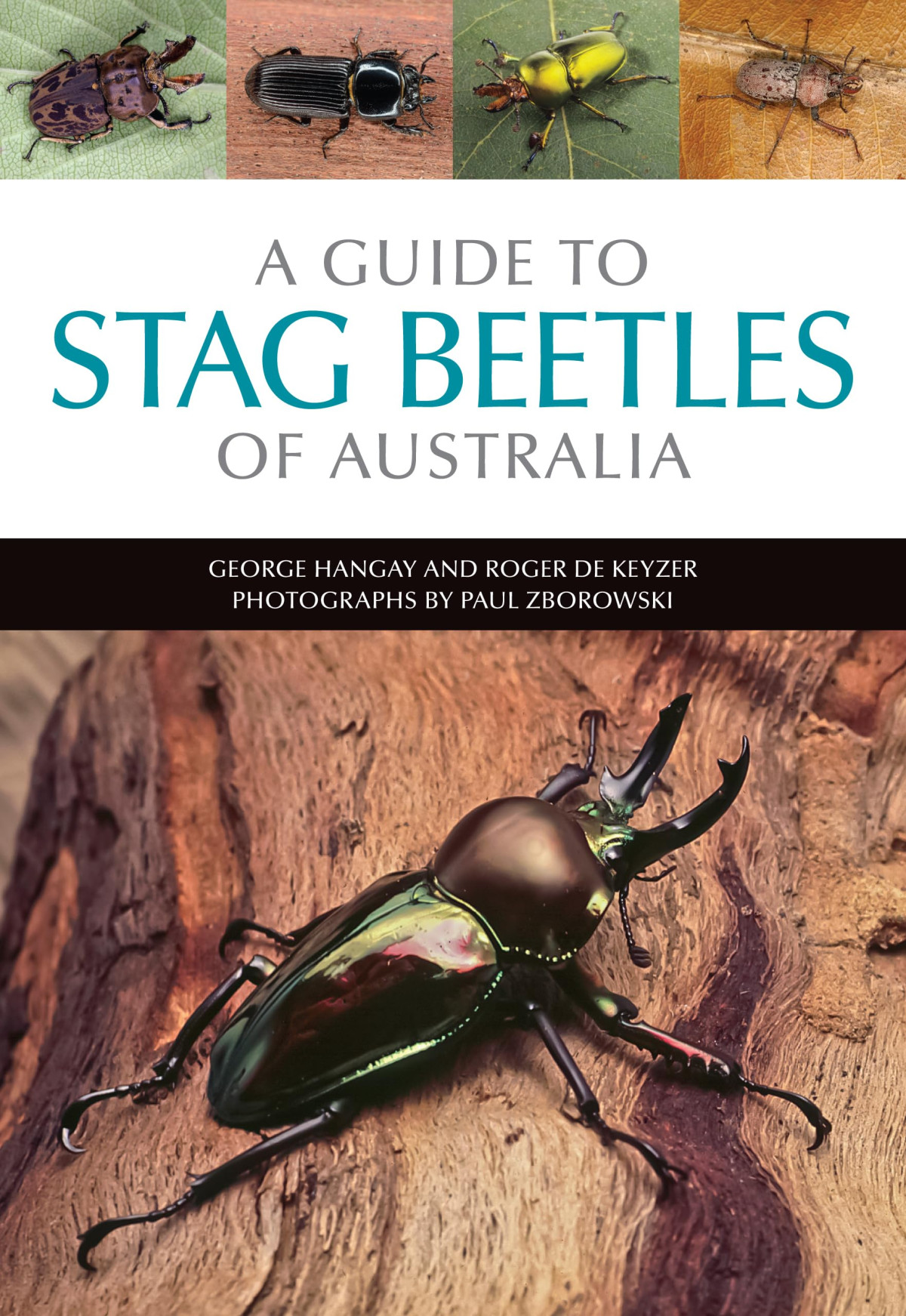 A Guide To Stag Beetles Of Australia 1st Edition George Hangay