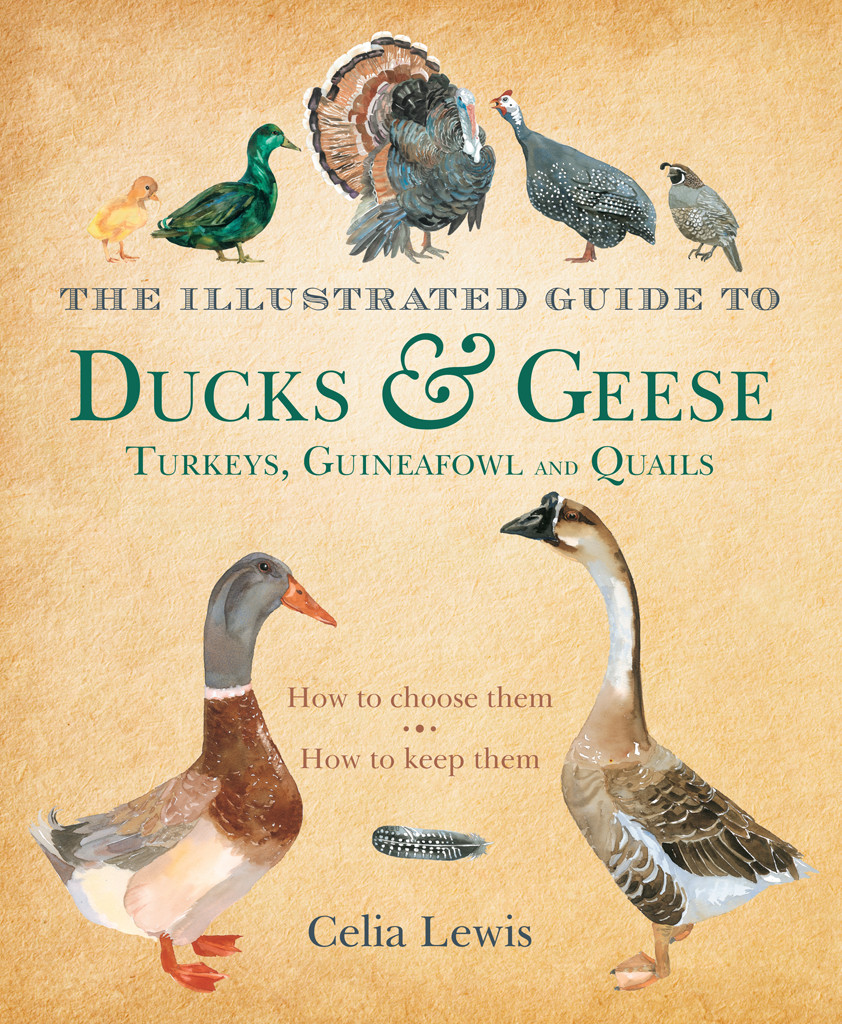The Illustrated Guide To Ducks And Geese And Other Domestic Fowl Celia Lewis