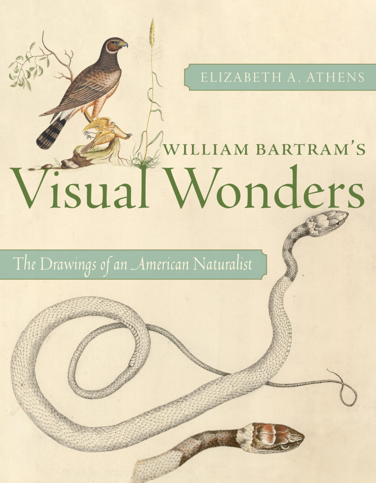 William Bartrams Visual Wonders The Drawings Of An American Naturalist Elizabeth A Athens
