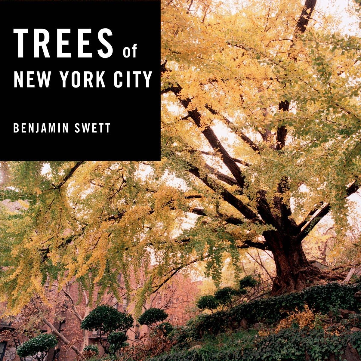 Trees Of New York City Reprint Benjamin Swett