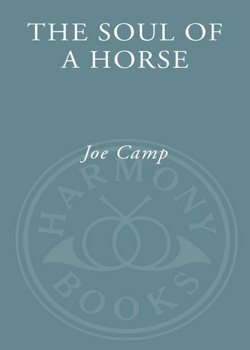 The Soul Of A Horse Life Lessons From The Herd Camp Joe