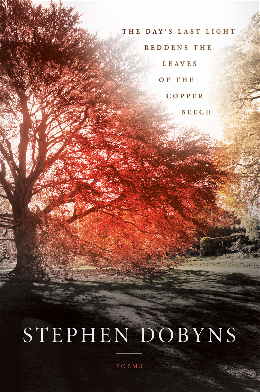 The Days Last Light Reddens The Leaves Of The Copper Beech Dobyns