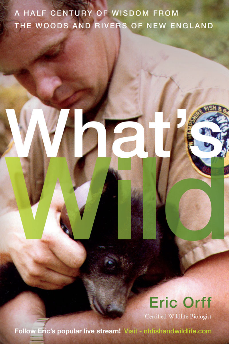 Whats Wild A Half Century Of Wisdom From The Woods And Rivers Of New England Eric Orff