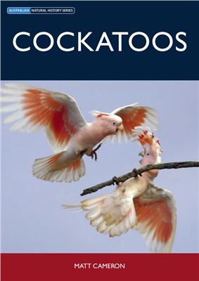 Cockatoos Matt Cameron