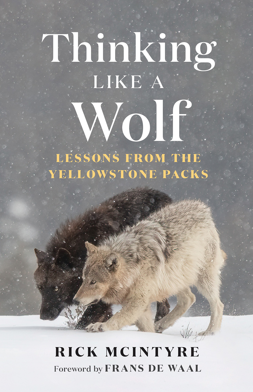 Thinking Like A Wolf Lessons From The Yellowstone Packs Rick Mcintyre