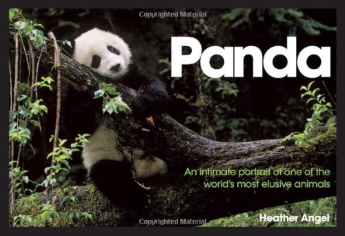 Panda An Intimate Portrait Of One Of The Worlds Most Elusive Creatures Uk Ed Angel
