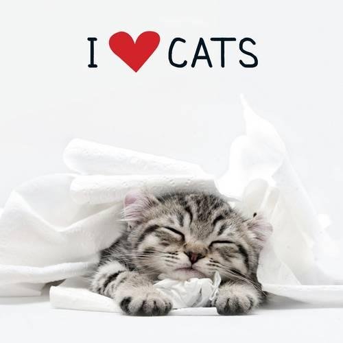 I Love Cats Adama Media