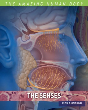 The Senses Amazing Human Body Ruth Bjorklund