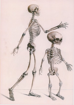 Atlas Of Human Anatomy And Surgery Volume 1 Osteology And Syndesmology Jm Bourgery