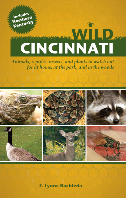 Wild Cincinnati F Lynne Bachleda