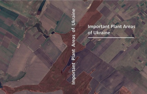Important Plant Areas Of Ukraine V A Onyshchenko