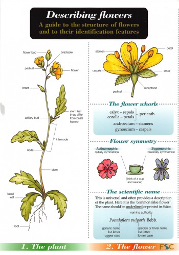 Describing Flowers A Guide To The Structure Of Flowers And To Their Identification Features Second Anne Bebbington