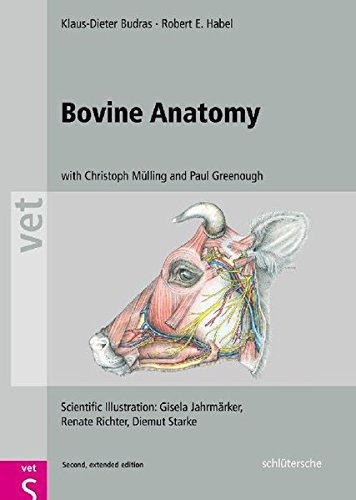Bovine Anatomy An Illustrated Text 2nd Edition Coll