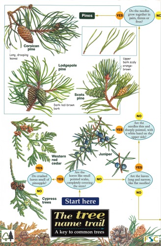 The Tree Name Trail A Key To Common Trees Jonathan Oldham Carol Roberts