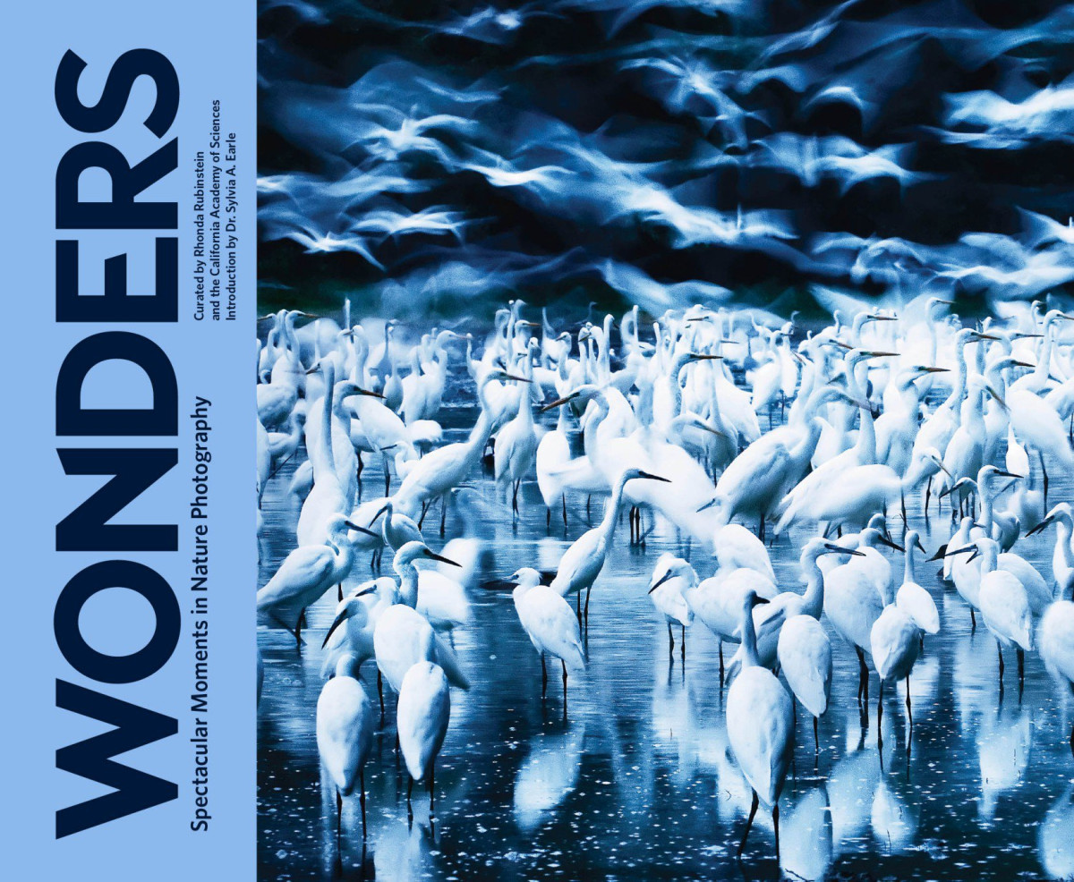 Wonders Spectacular Moments In Nature Photography Rhonda Rubinstein