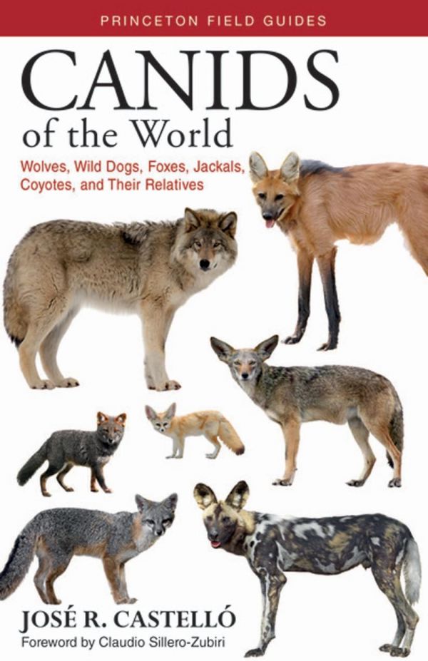 Canids Of The World 1st Jose R Castello Claudio Sillerozubiri