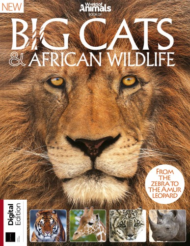 Big Cats African Wildlife 5th Edition Rebecca Greig Briony Duguid Jon White Andy Downes