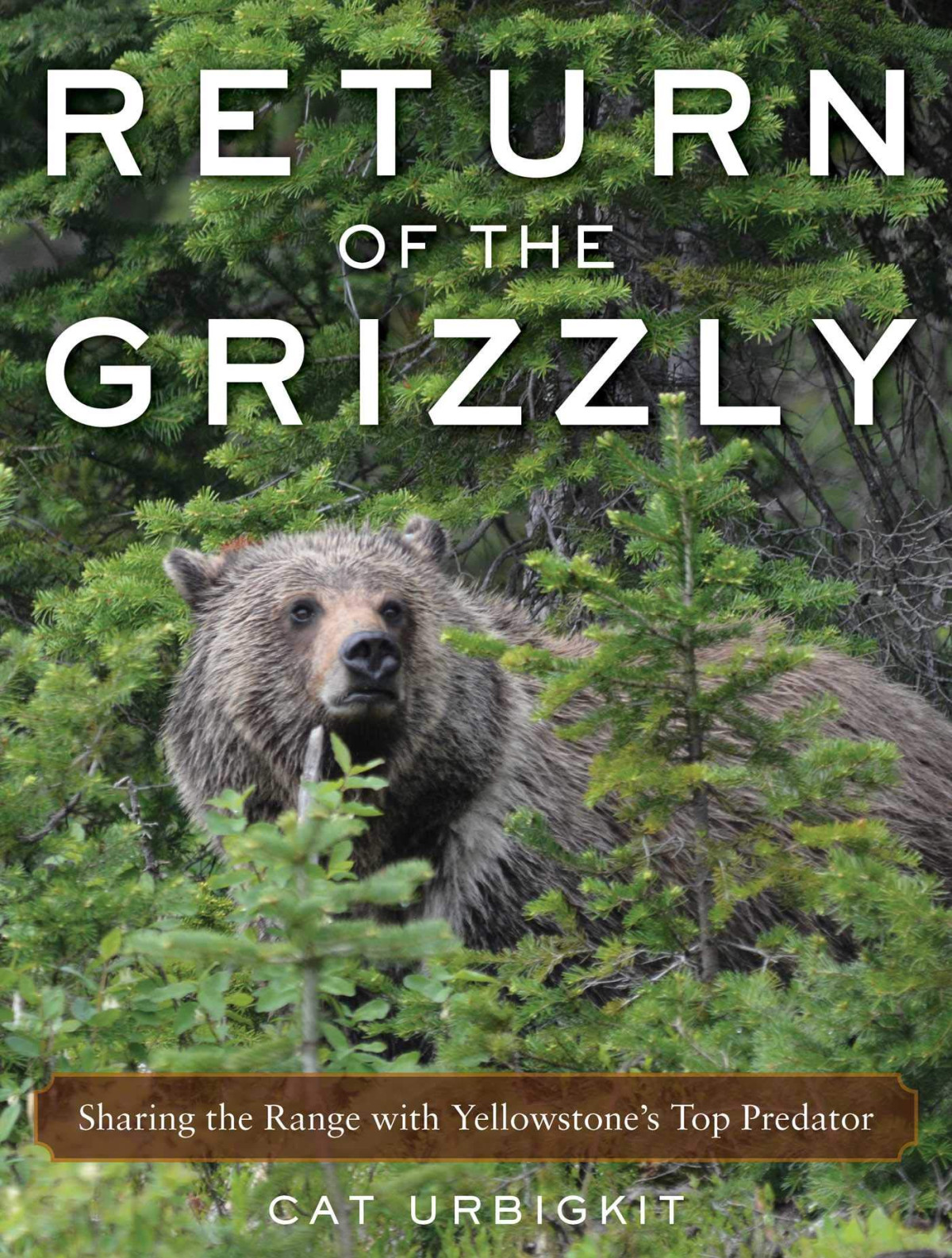 Return Of The Grizzly Sharing The Range With Yellowstones Top Predator Cat Urbigkit