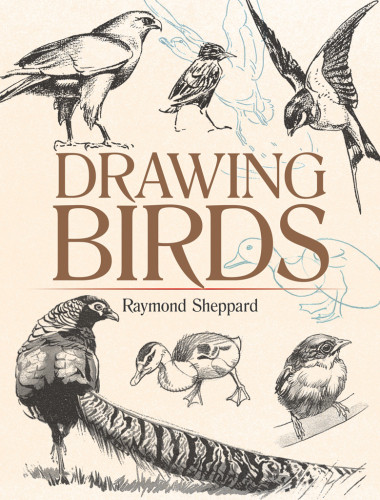 Drawing Birds Raymond Sheppard