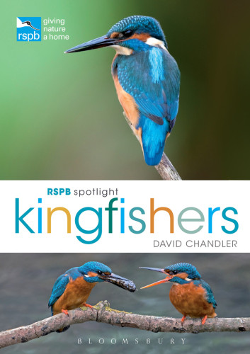 Rspb Spotlight Kingfishers David Chandler