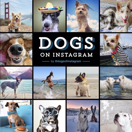 Dogs On Instagram Hillary Caudle
