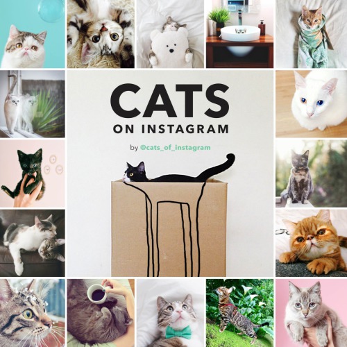 Cats On Instagram Hillary Caudle