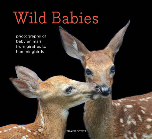 Wild Babies Photographs Of Baby Animals From Giraffes To Hummingbirds Traer Scott