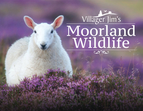 Villager Jims Moorland Wildlife Villager Jim