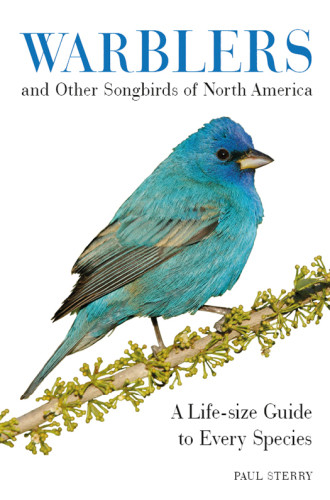 Warblers And Other Songbirds Of North America A Lifesize Guide To Every Species Paul Sterry