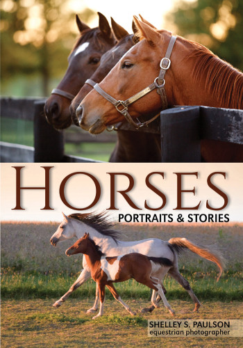 Horses Portraits Stories Shelley S Paulson